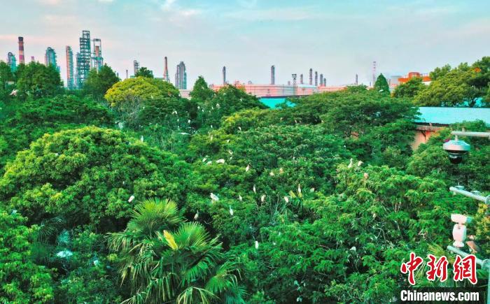 浙江經濟觀察：石化產業(yè)如何綠色高質量發(fā)展？